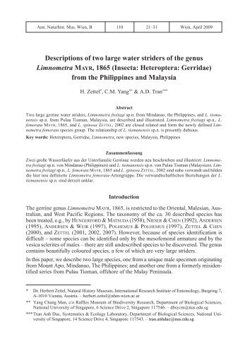Descriptions of two large water striders of the genus Limnometra ...
