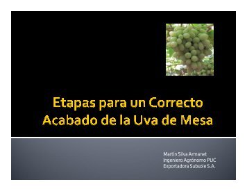 Etapas para un correcto acabado de la uva de mesa - INIA