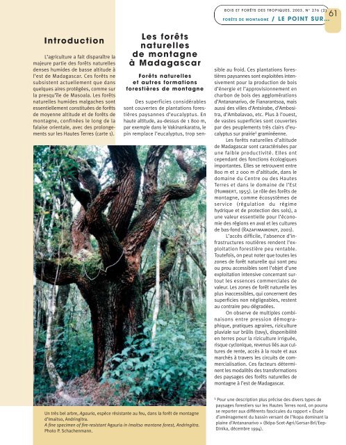Dynamiques des forêts naturelles de montagne à Madagascar