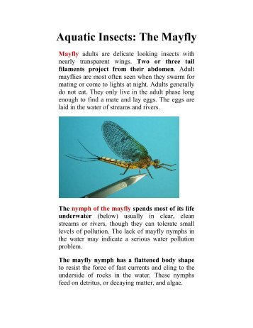 Aquatic Insects: The Mayfly