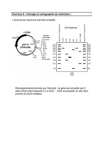 CorrigÃ© exercice 5 - IBMC