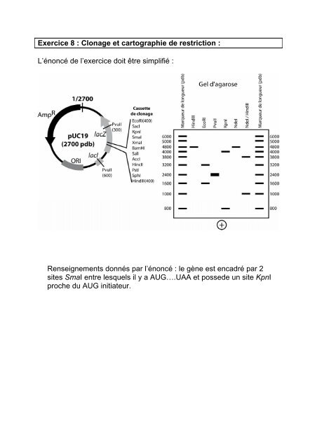 CorrigÃ© exercice 5 - IBMC