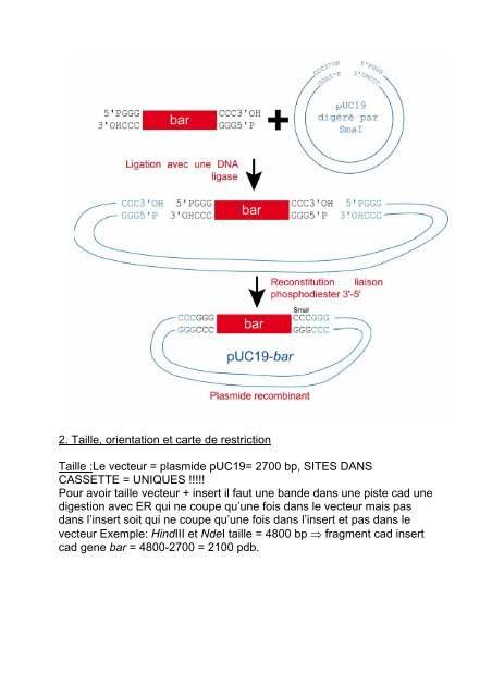 CorrigÃ© exercice 5 - IBMC