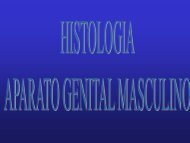 Seminario 19 (Aparato genital masculino) 2014 javier