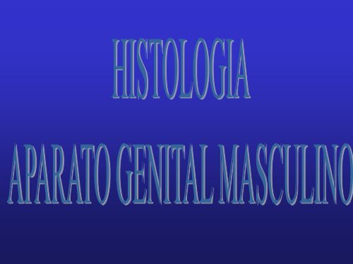 Seminario 19 (Aparato genital masculino) 2014 javier
