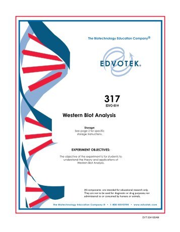 Western Blot Analysis - Frederiksen