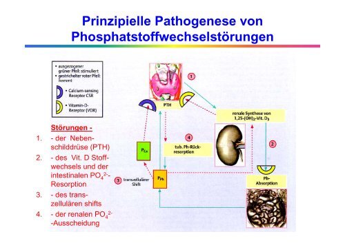Störungen des Calcium-, Phosphat - Institut für Klinische Chemie ...
