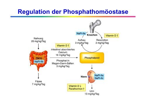 Störungen des Calcium-, Phosphat - Institut für Klinische Chemie ...