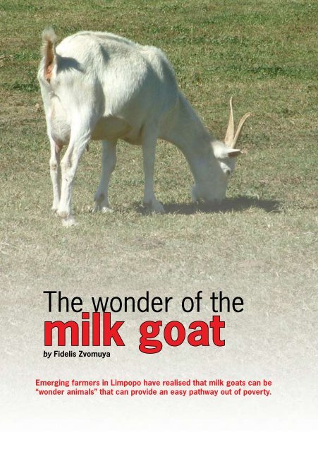 milk goat - Ubisi Mail Magazine