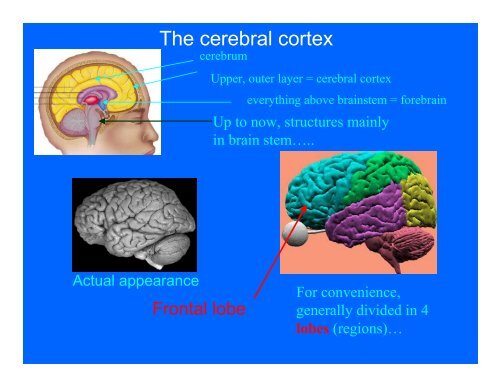 The cerebral cortex
