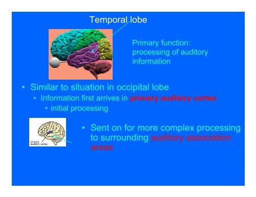 The cerebral cortex