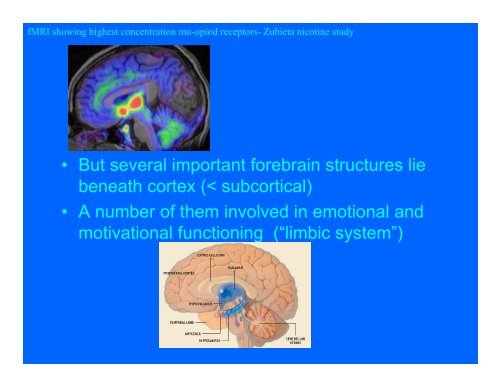 The cerebral cortex