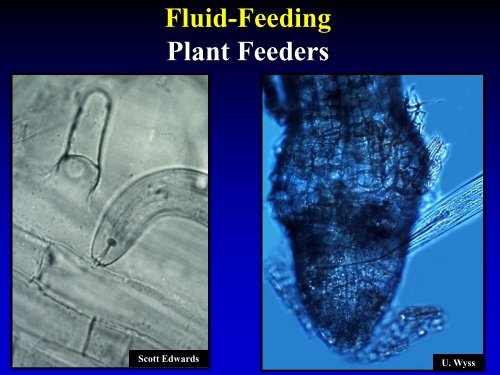 NEMATODE MOVEMENT