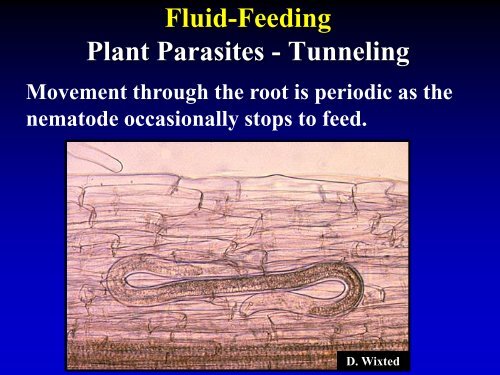 NEMATODE MOVEMENT