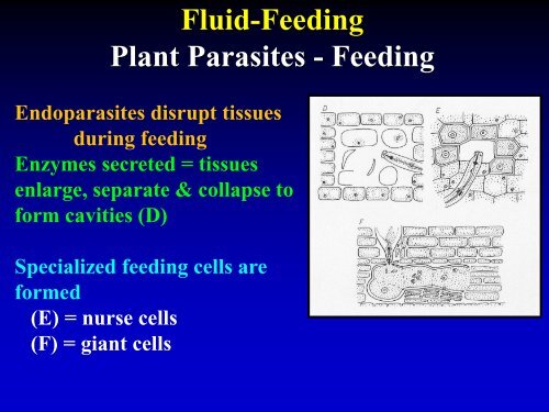 NEMATODE MOVEMENT