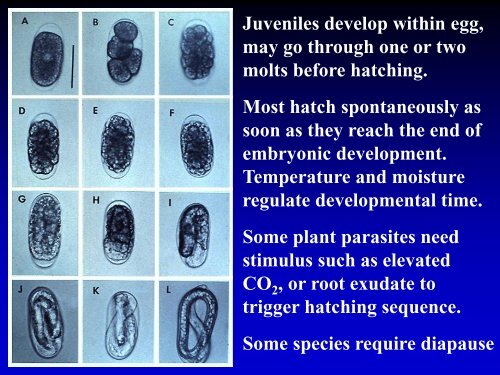 NEMATODE MOVEMENT