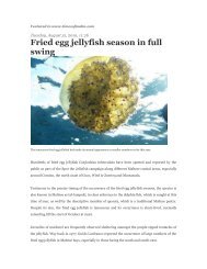 Fried egg jellyfish season in full swing