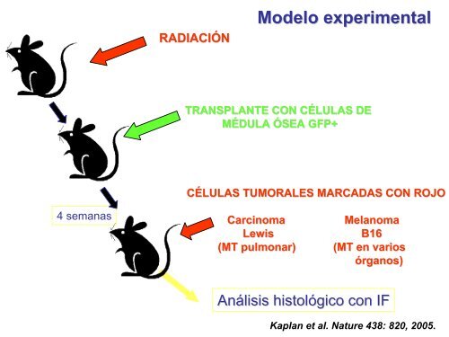 metastÃ¡sica