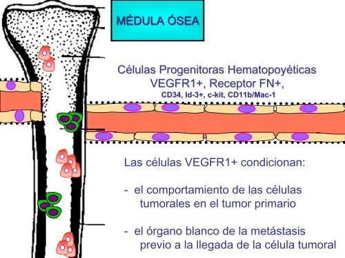 metastÃ¡sica