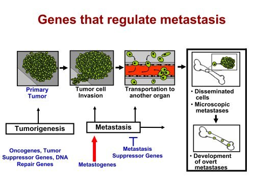 metastÃ¡sica