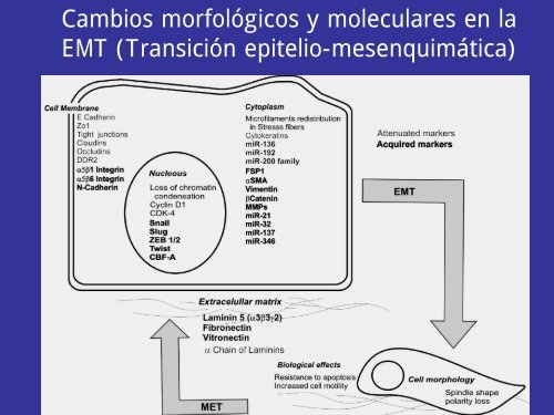 metastÃ¡sica