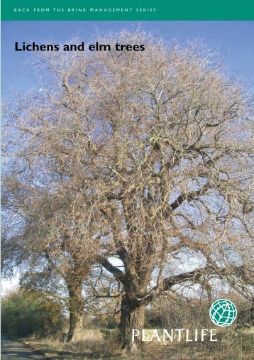 Lichens and elm trees - Plantlife