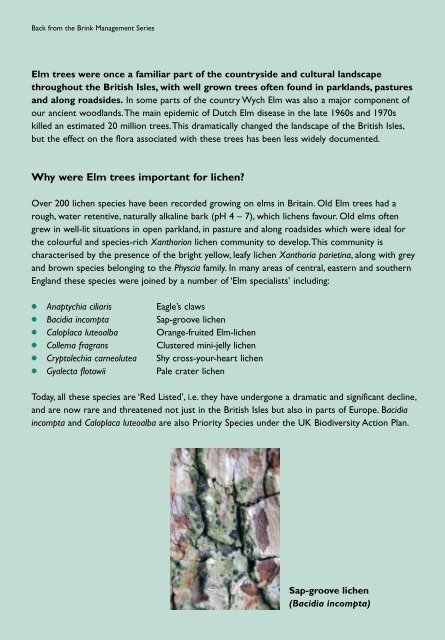 Lichens and elm trees - Plantlife
