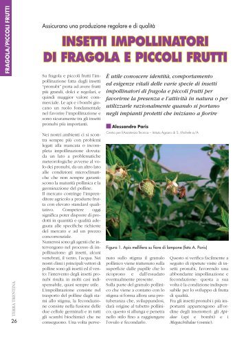 Insetti impollinatori di fragola e piccoli frutti (da Terra trentina) - Apival