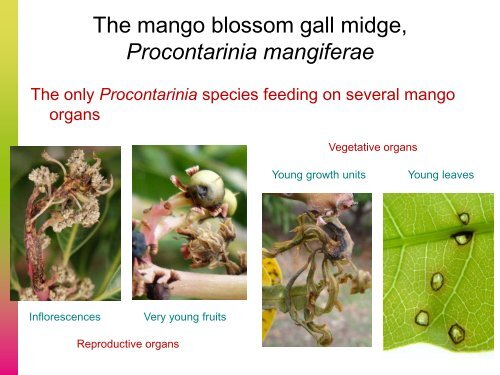 Procontarinia mangiferae - CEDAF