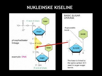 DNA I REPLIKACIJA.pdf