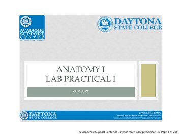 Anatomy I Lab Practical I Presentation - Daytona State College