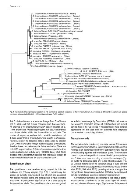 Colletotrichum: complex species or species ... - CBS - KNAW