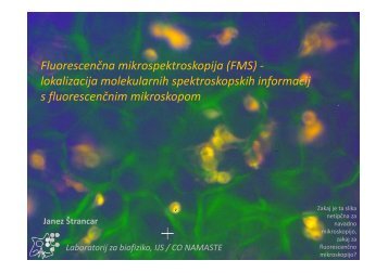 FluorescenÄna mikrospektroskopija (FMS) - lokalizacija ... - IJS