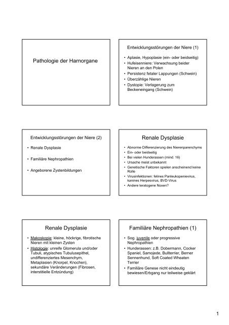Pathologie der Harnorgane Renale Dysplasie Renale Dysplasie ...