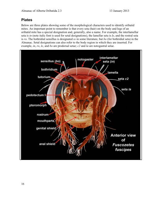 A guide to Oribatid Identification for the ABMI: - Royal Alberta Museum