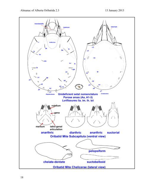 A guide to Oribatid Identification for the ABMI: - Royal Alberta Museum