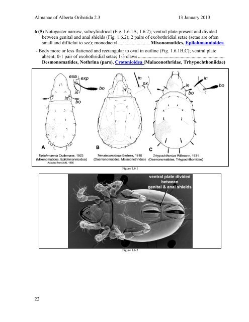 A guide to Oribatid Identification for the ABMI: - Royal Alberta Museum