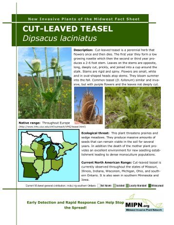 CUT-LEAVED TEASEL Dipsacus laciniatus - Midwest Invasive Plant ...