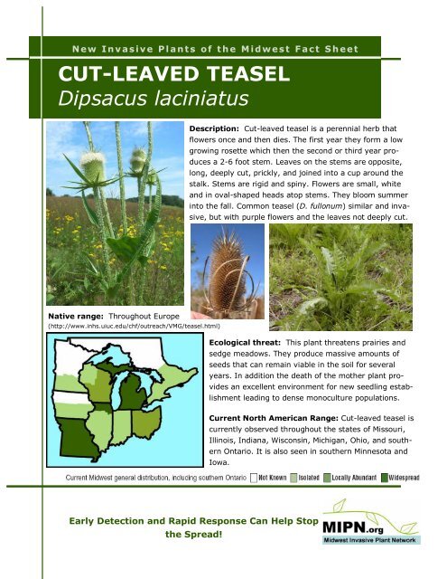 CUT-LEAVED TEASEL Dipsacus laciniatus - Midwest Invasive Plant ...