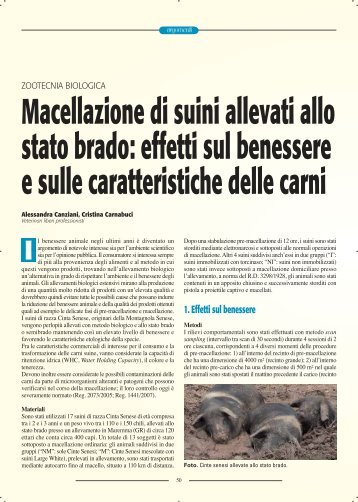 Macellazione di suini allevati allo stato brado: effetti sul ... - SIVeMP