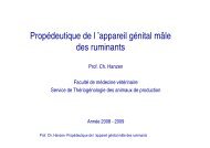 PropÃ©deutique de l 'appareil gÃ©nital mÃ¢le des ruminants