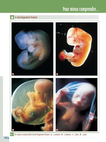 le développement humain et les grossesses multiples - Secondaire