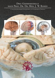 Drei Gehirnmodelle nach Prof. Dr. Dr. Med. J. W. Rohen