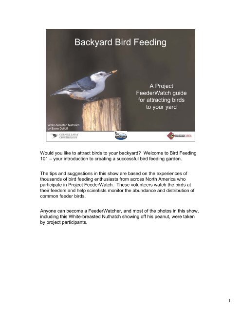 Backyard Bird Feeding - Birds - Cornell Lab of Ornithology