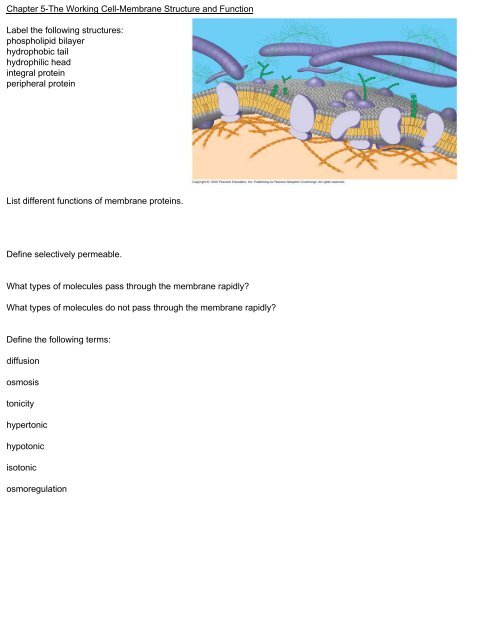 Chapter 5-The Working Cell-Membrane Structure and Function ...