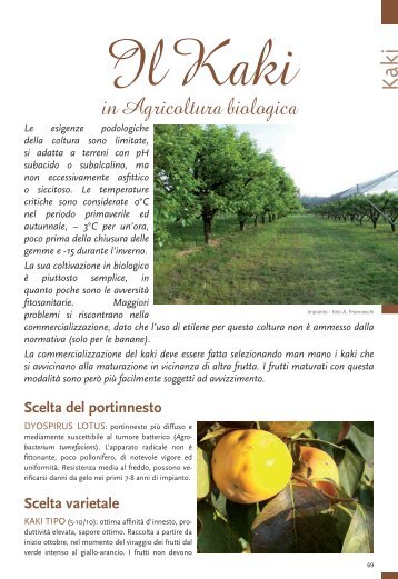 Kaki in Agricoltura biologica - Tec.bio