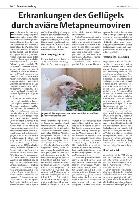 Erkrankungen des Geflügels durch aviäre Metapneumoviren