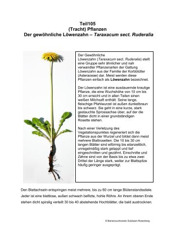 Pflanzen Der gewÃ¶hnliche LÃ¶wenzahn â Taraxacum sect. Ruderalia
