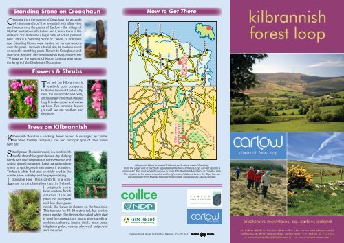 Trees on Kilbrannish How to Get There Standing ... - Carlow Tourism