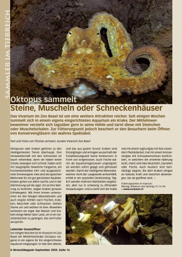 Oktopus sammelt Steine, Muscheln oder ... - Birseck Magazin